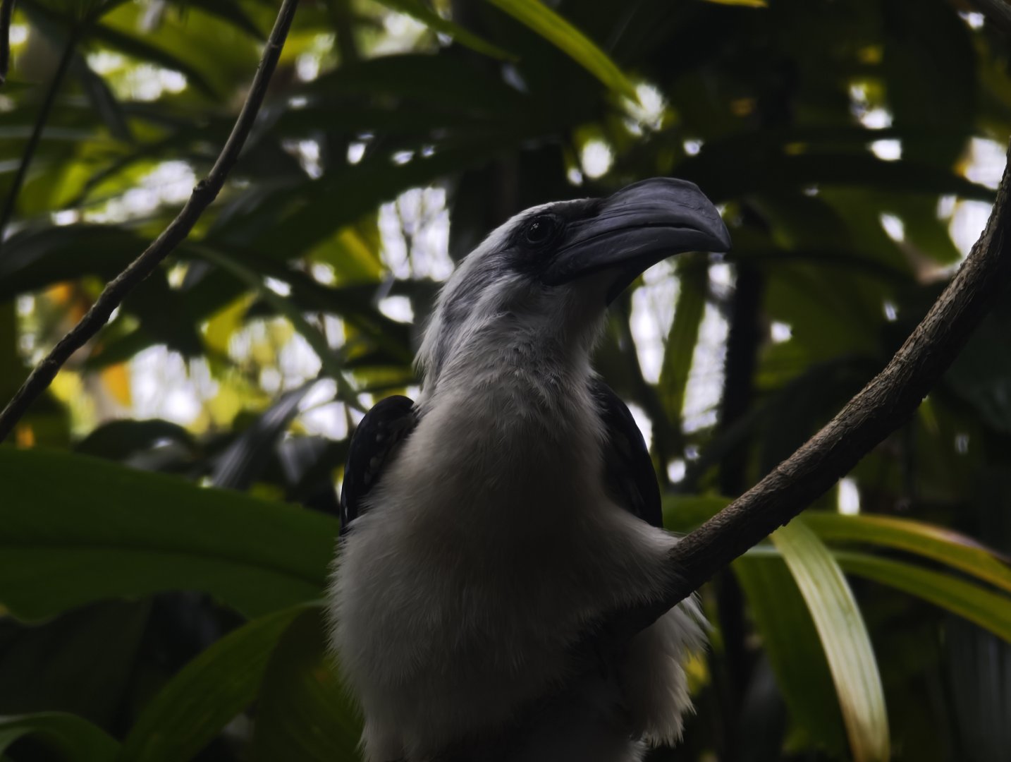 Von der Decken's Hornbill (Tockus deckeni)