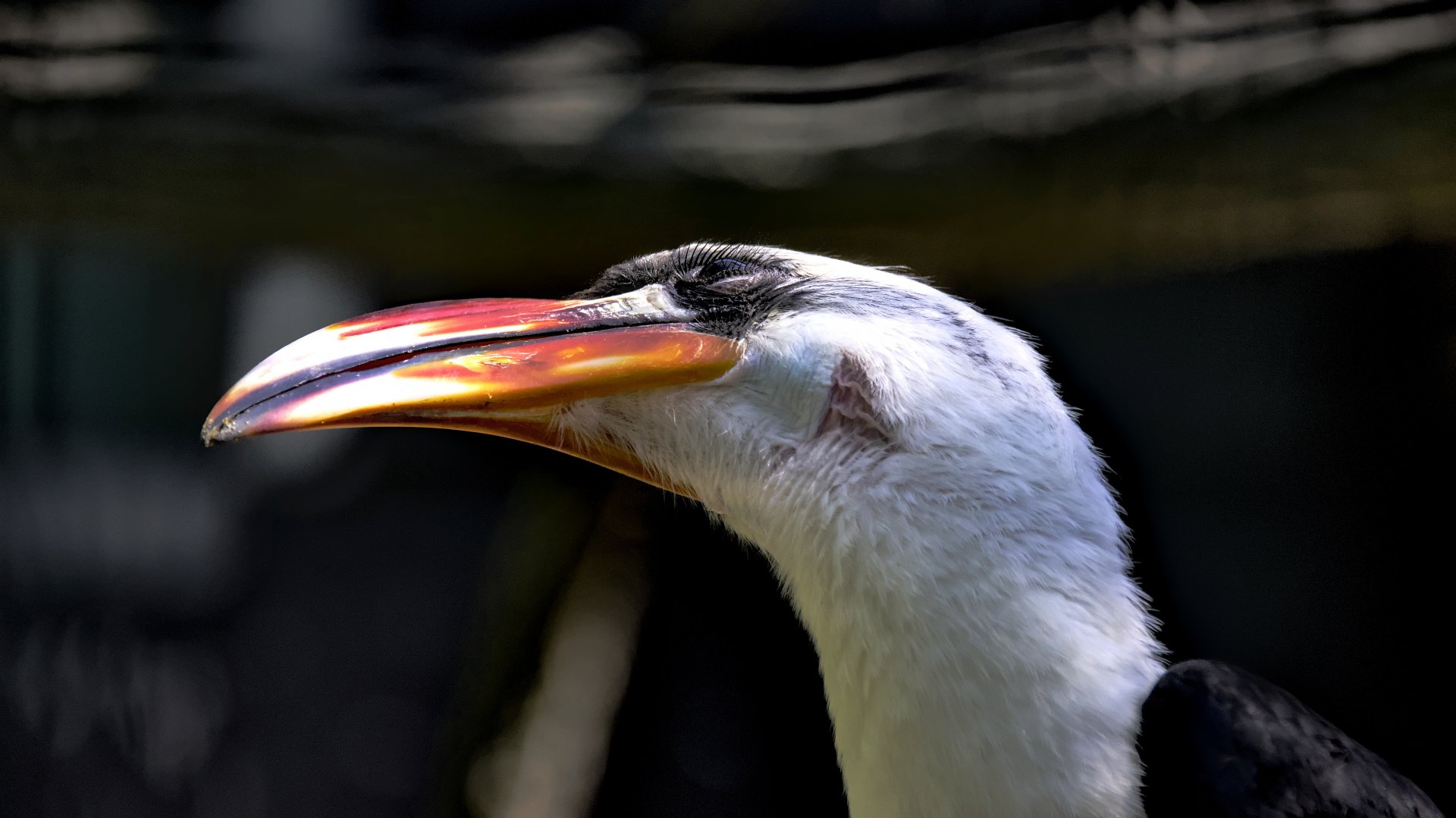 Von der Decken's hornbill (Tockus deckeni)