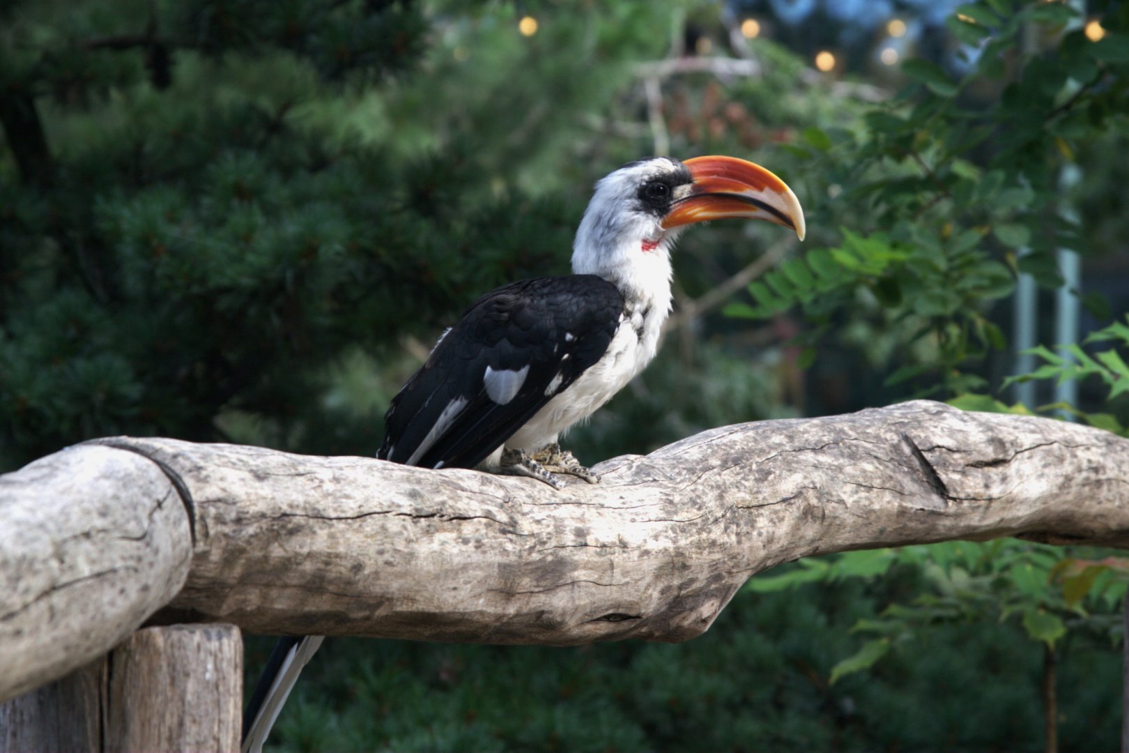 Von Der Decken's Hornbill (Tockus deckeni)