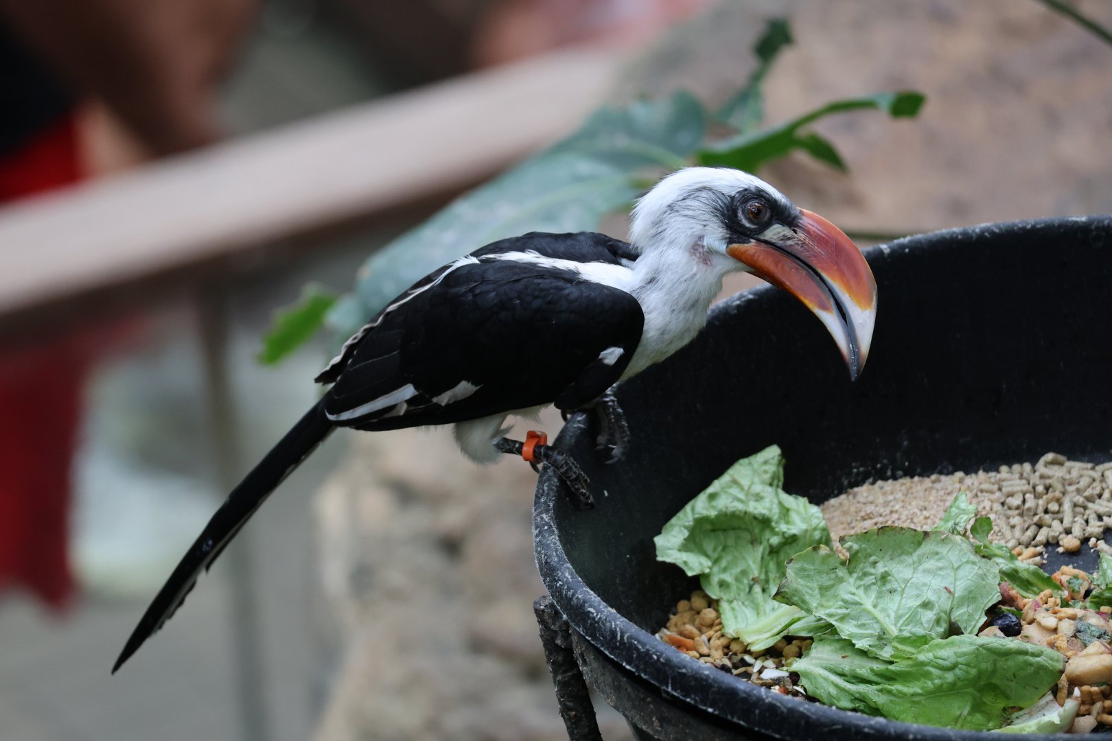 Von der Decken's hornbill (Tockus deckeni)
