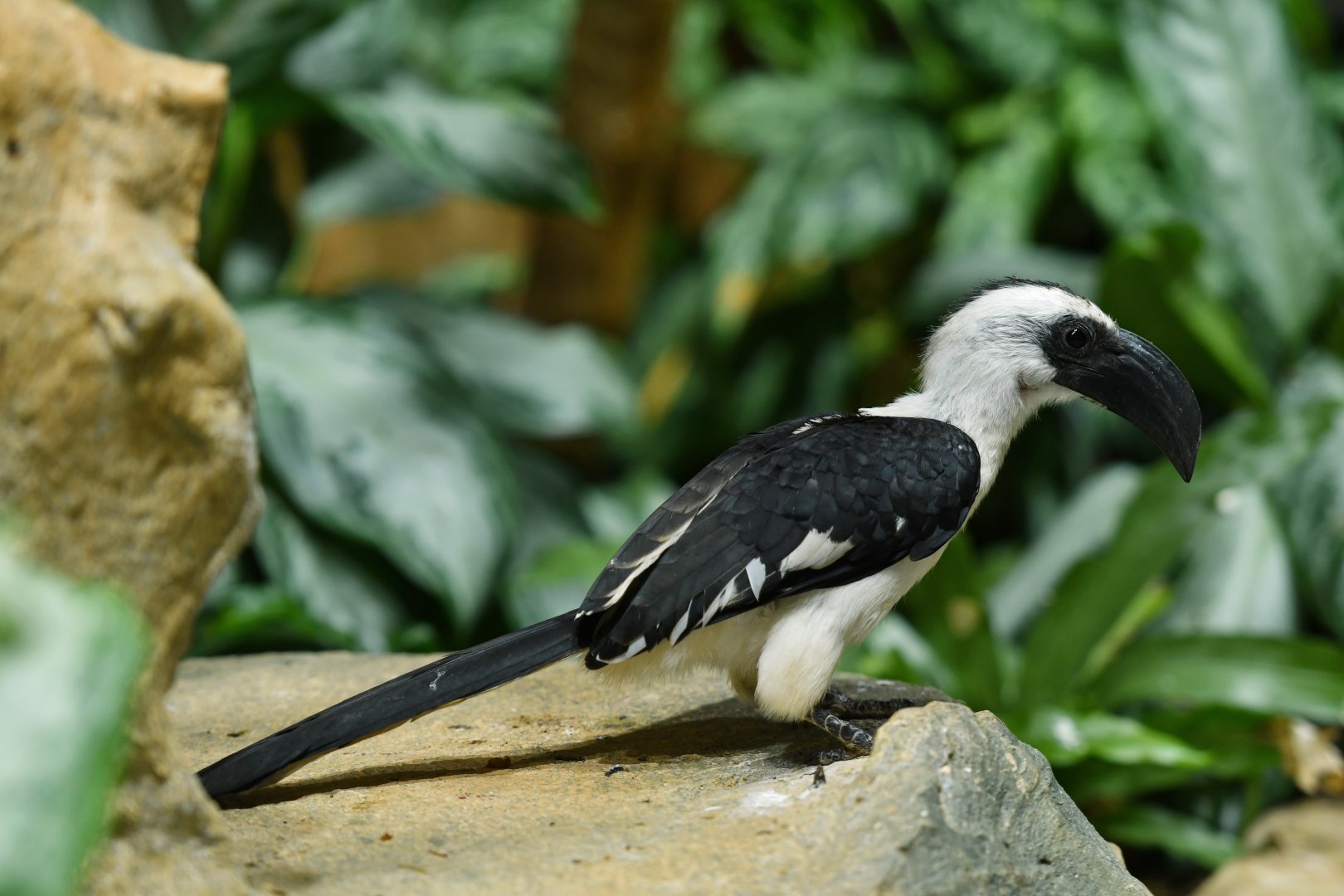 Von der Decken's hornbill Tockus deckeni