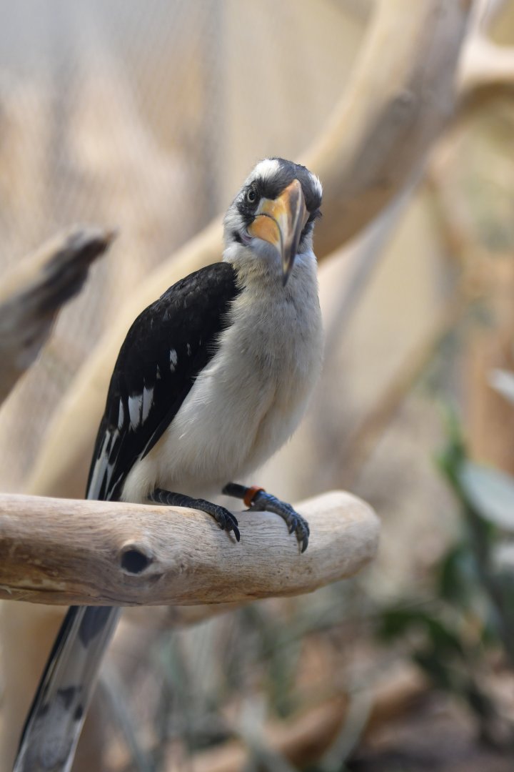 Von der Decken's hornbill Tockus deckeni