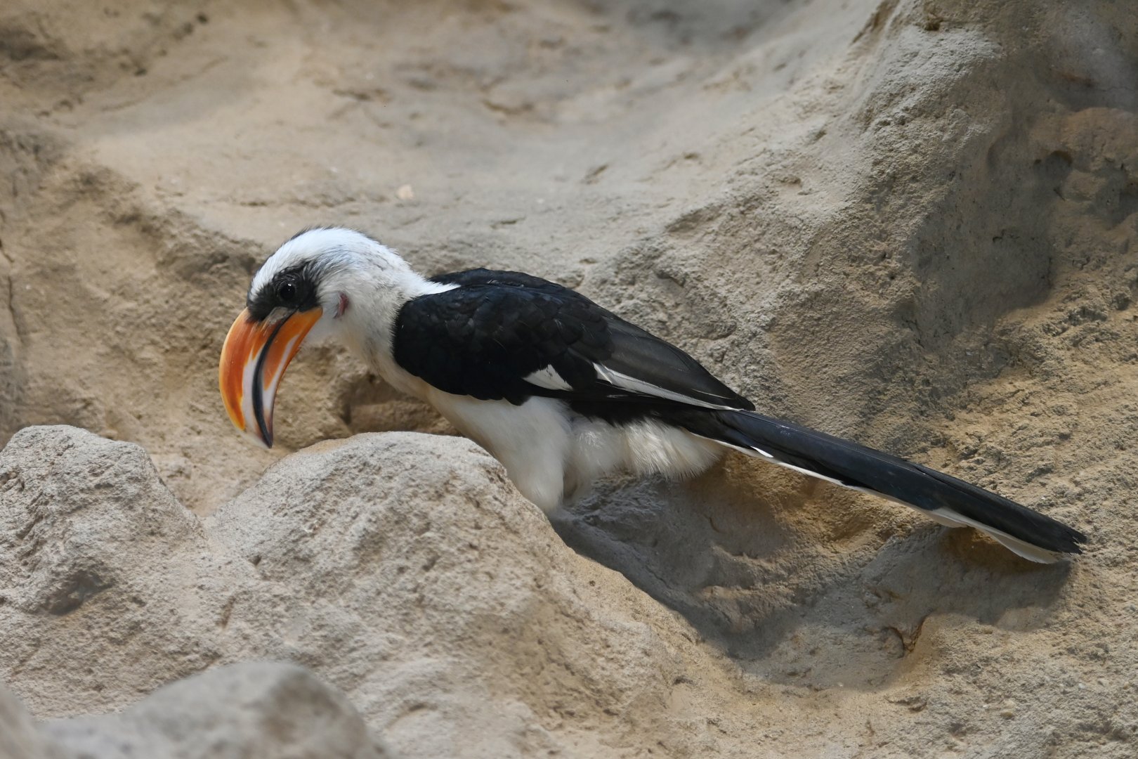 Von der Decken's hornbill Tockus deckeni