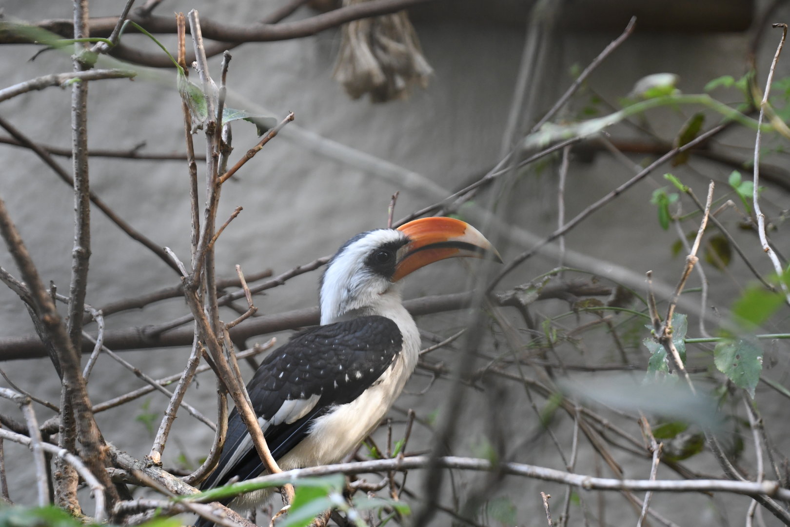 Von der Decken's Hornbill (Zoo Lourosa)