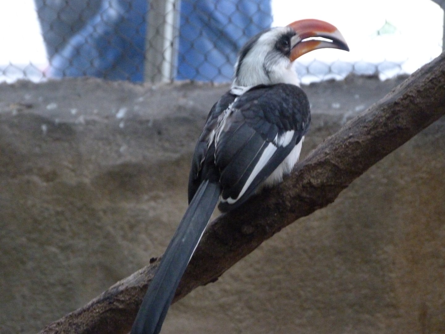 Von der Decken's hornbill -ZooParc de Beauval (2025)