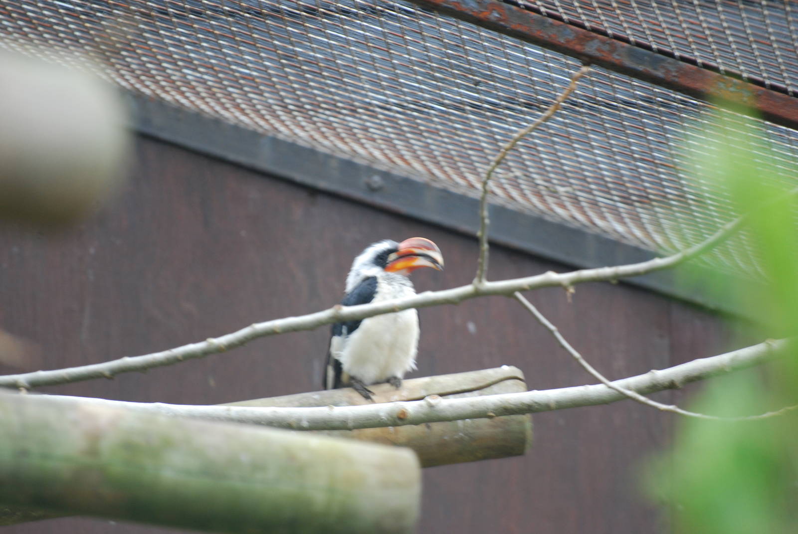 Von der Decken's hornbill