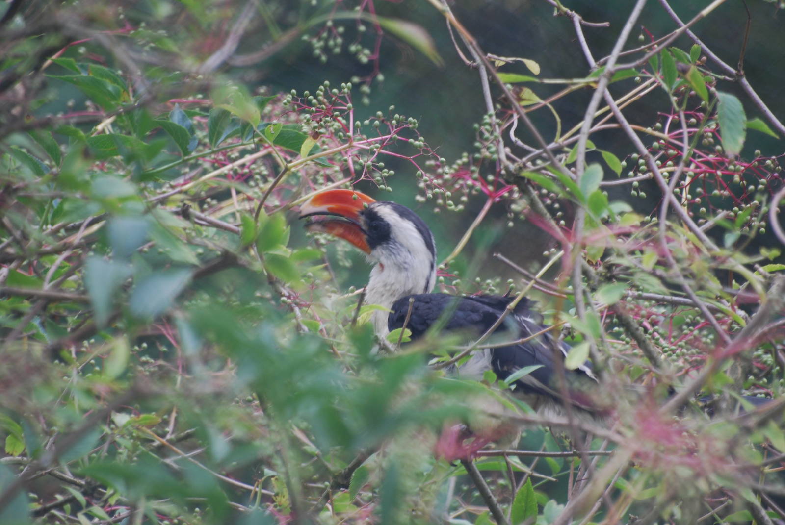 Von der Decken's hornbill