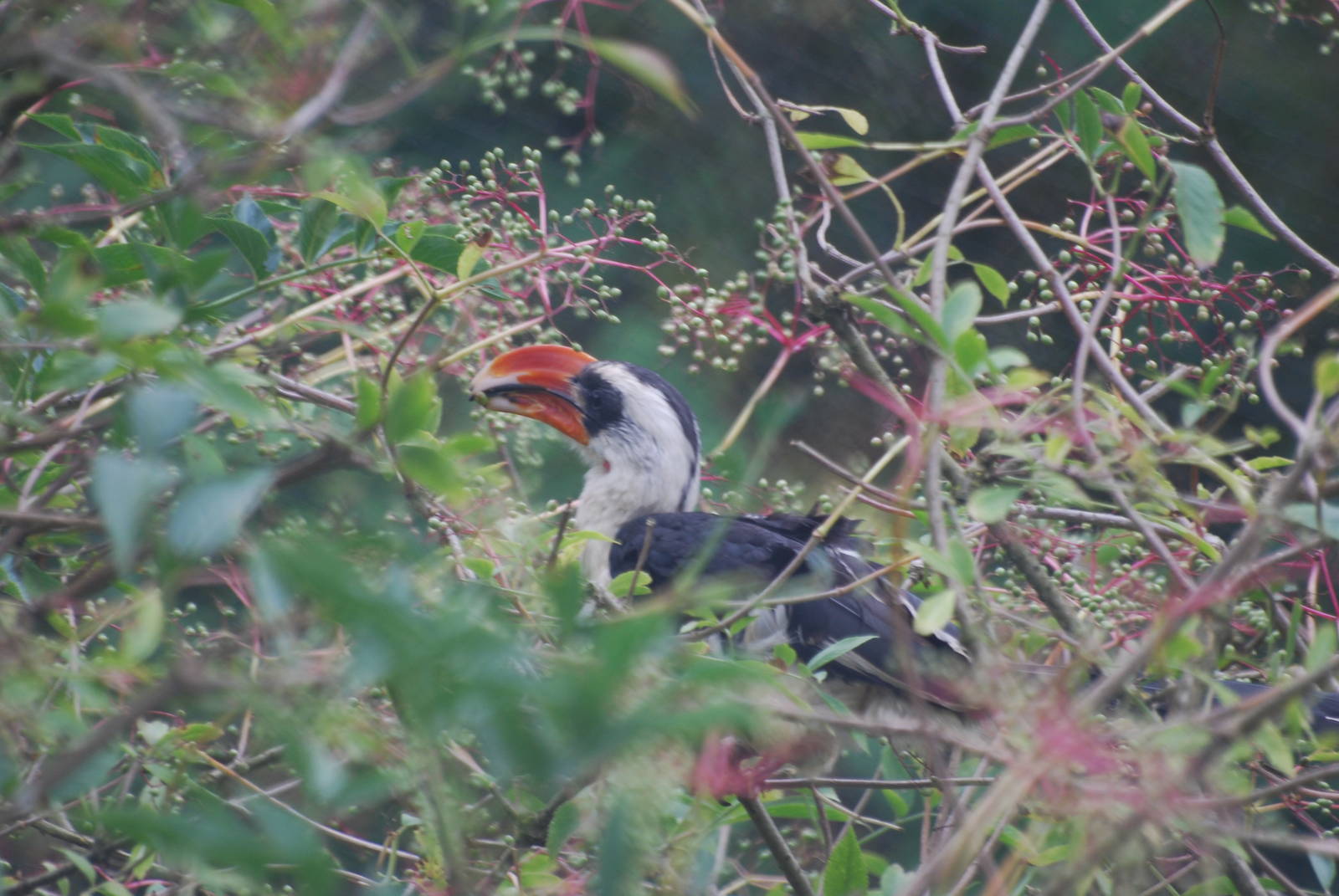 Von der Decken's hornbill