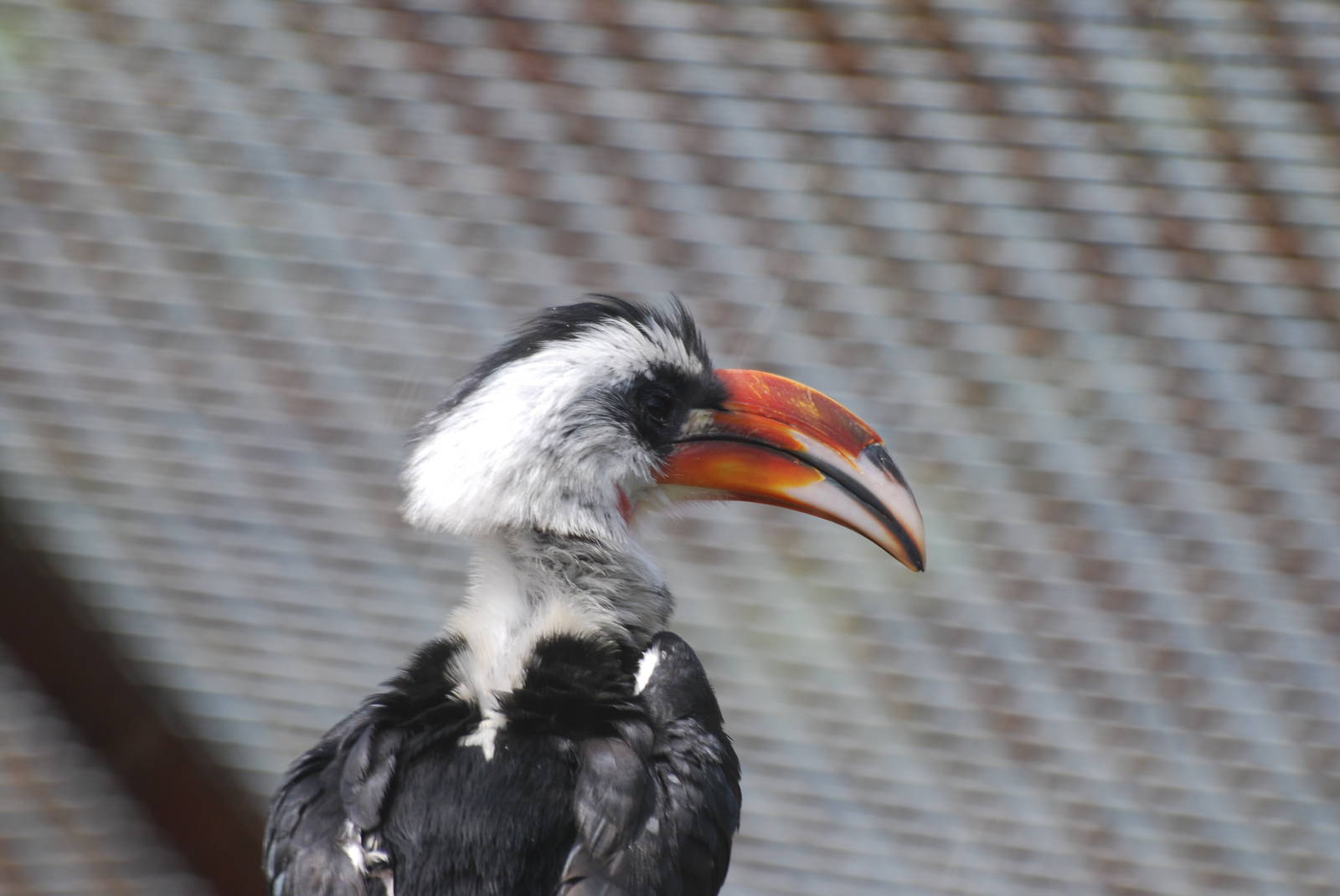 Von der Decken's hornbill