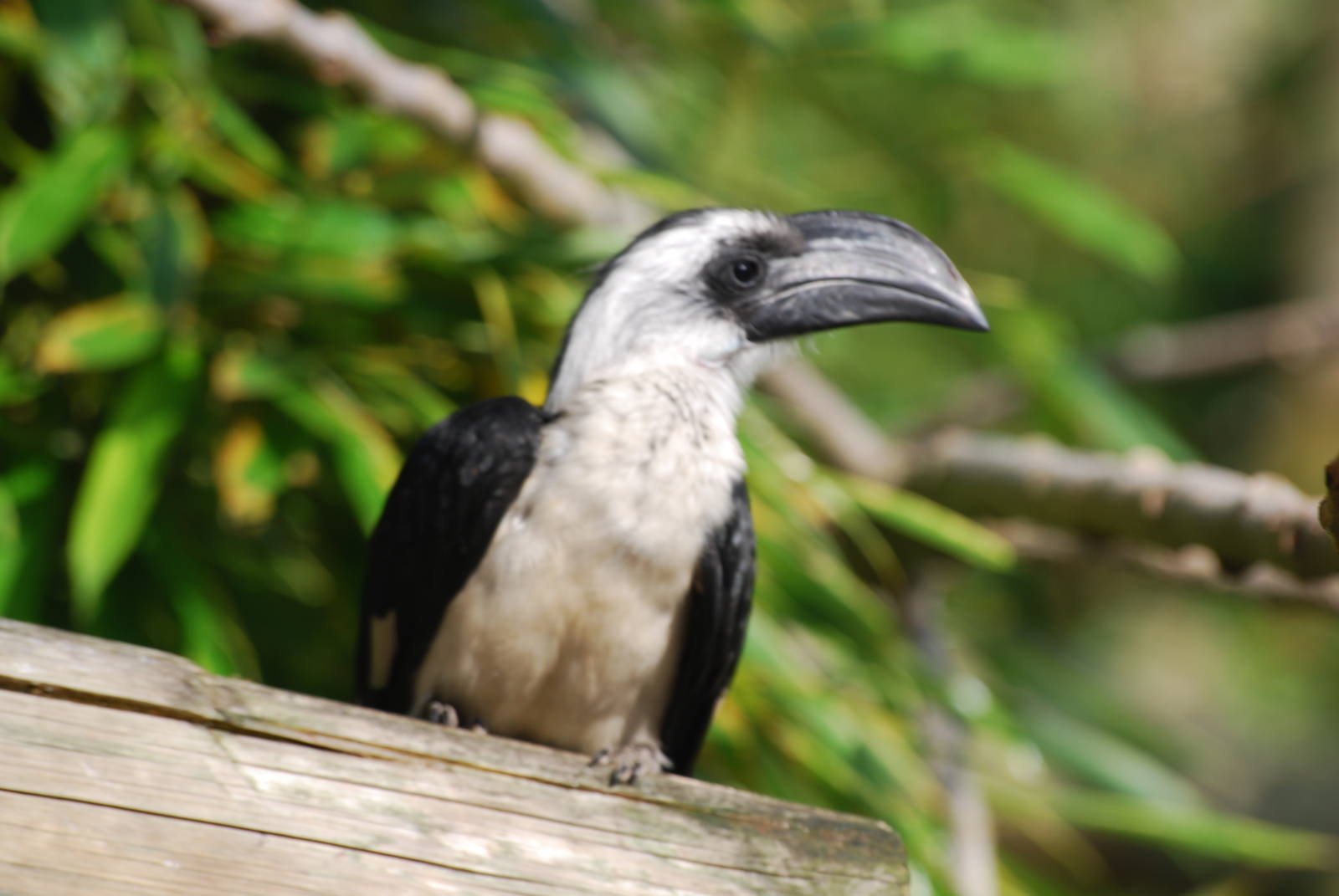 Von der Decken's hornbill
