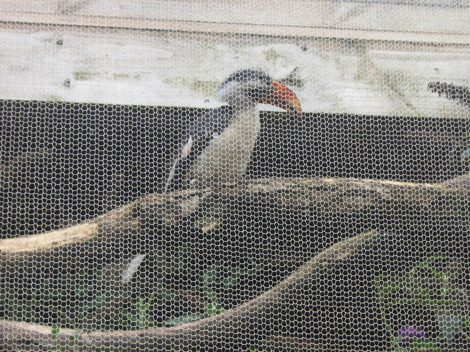 Von Der Deckens Hornbill