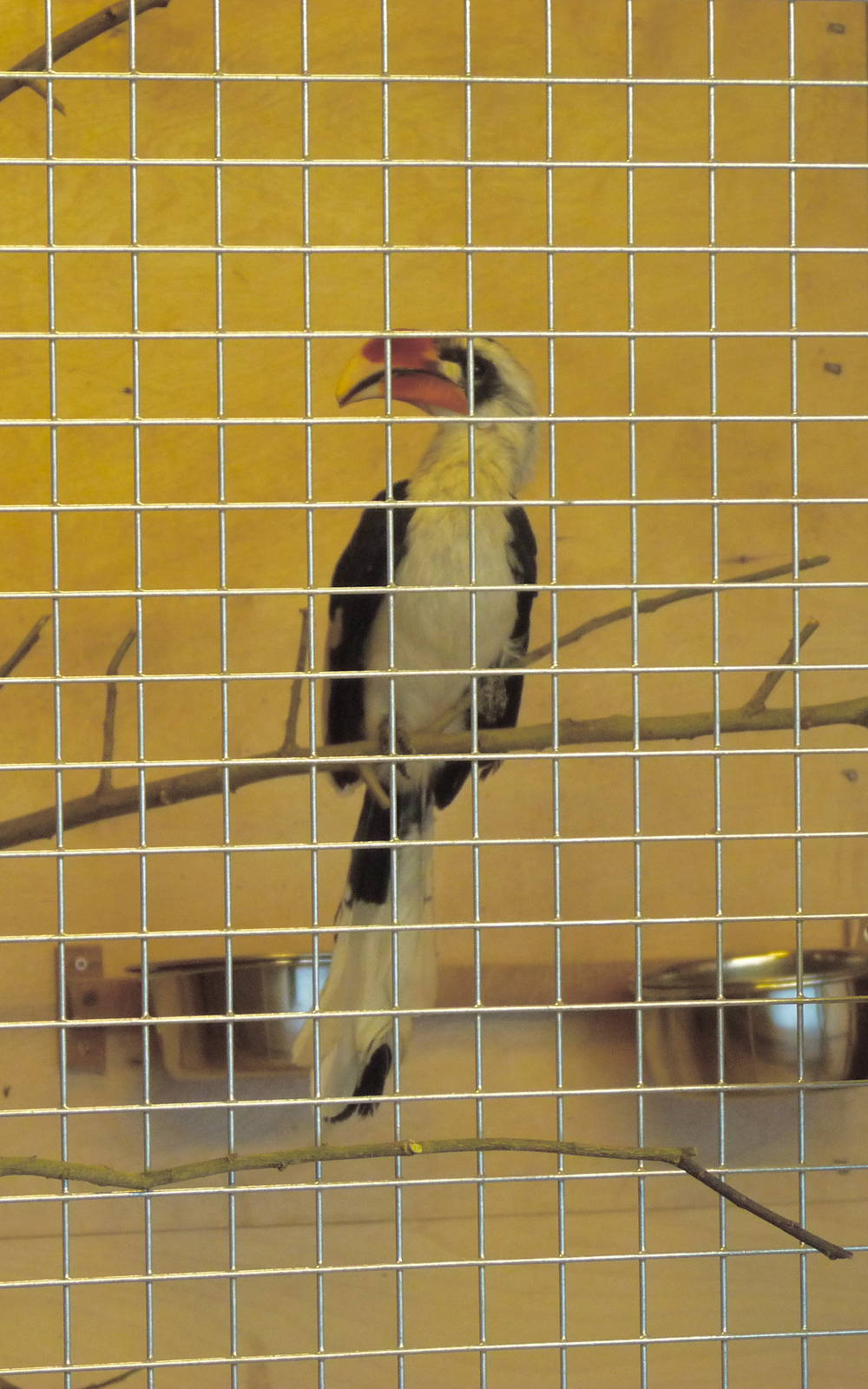 Von der Deckens Hornbill