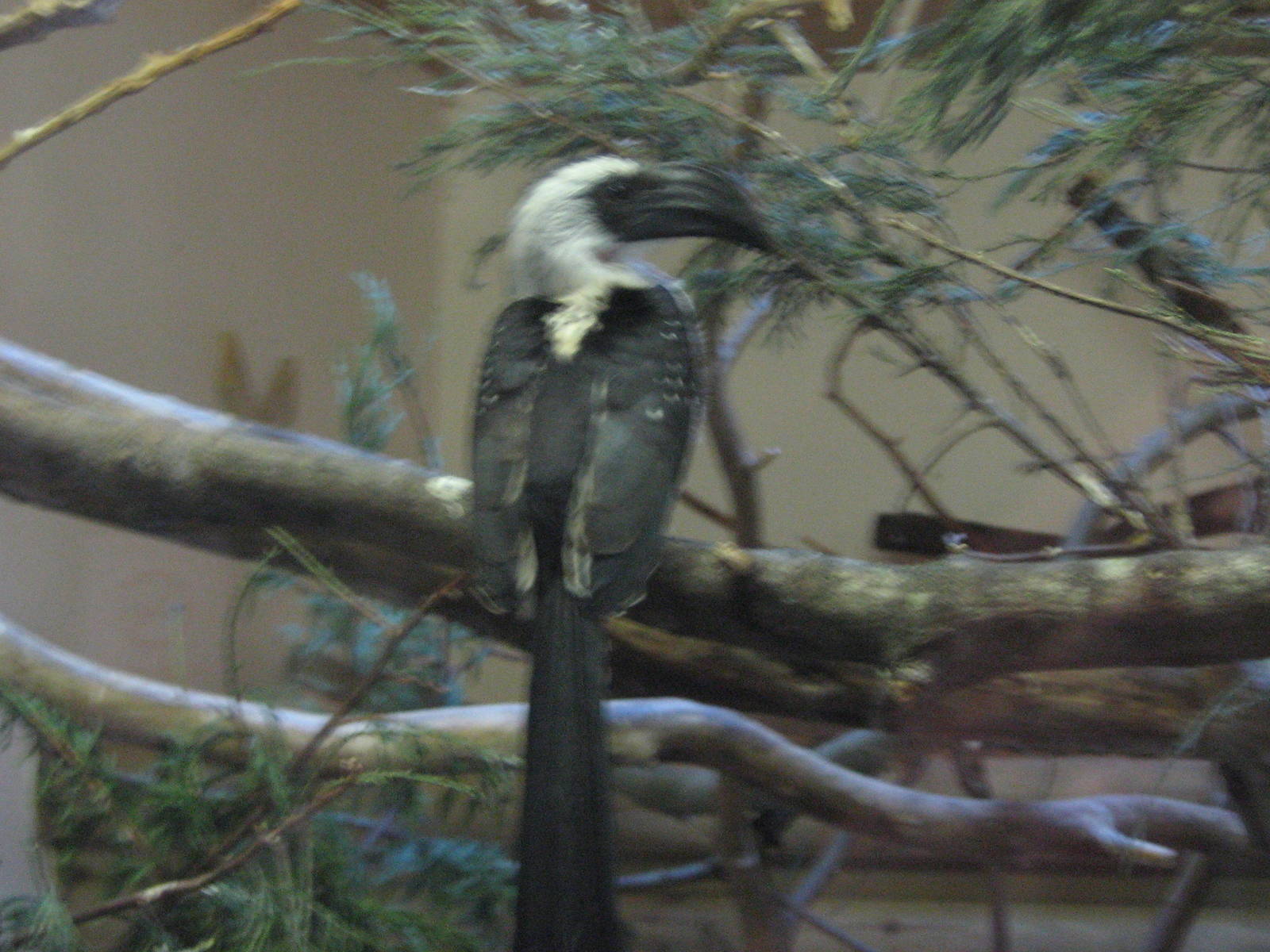 Von Der Deckens Hornbill