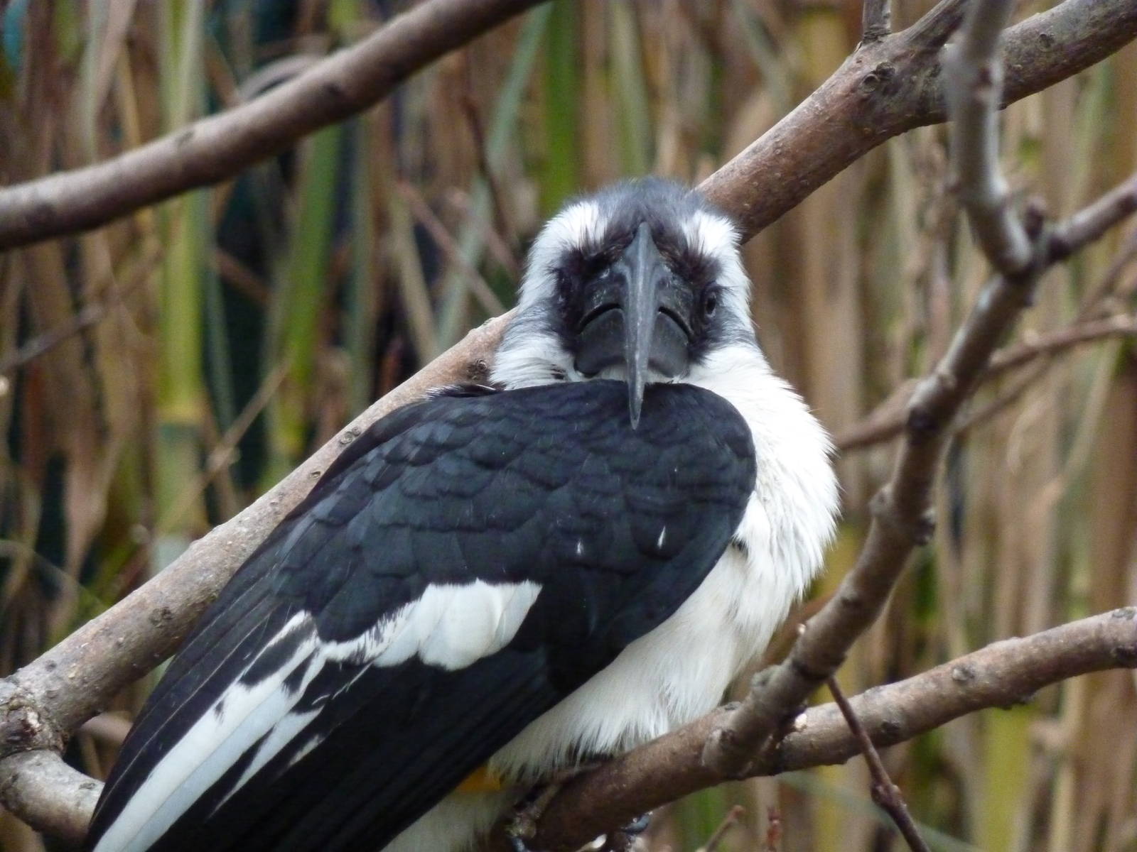 Von der Decken's Hornbill