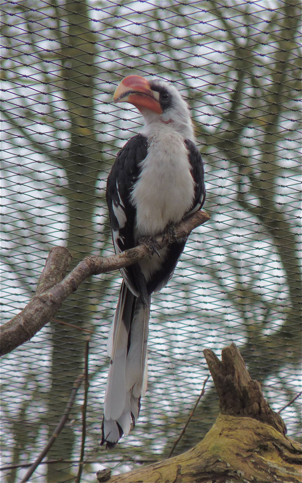 Von Der Deckens Hornbill