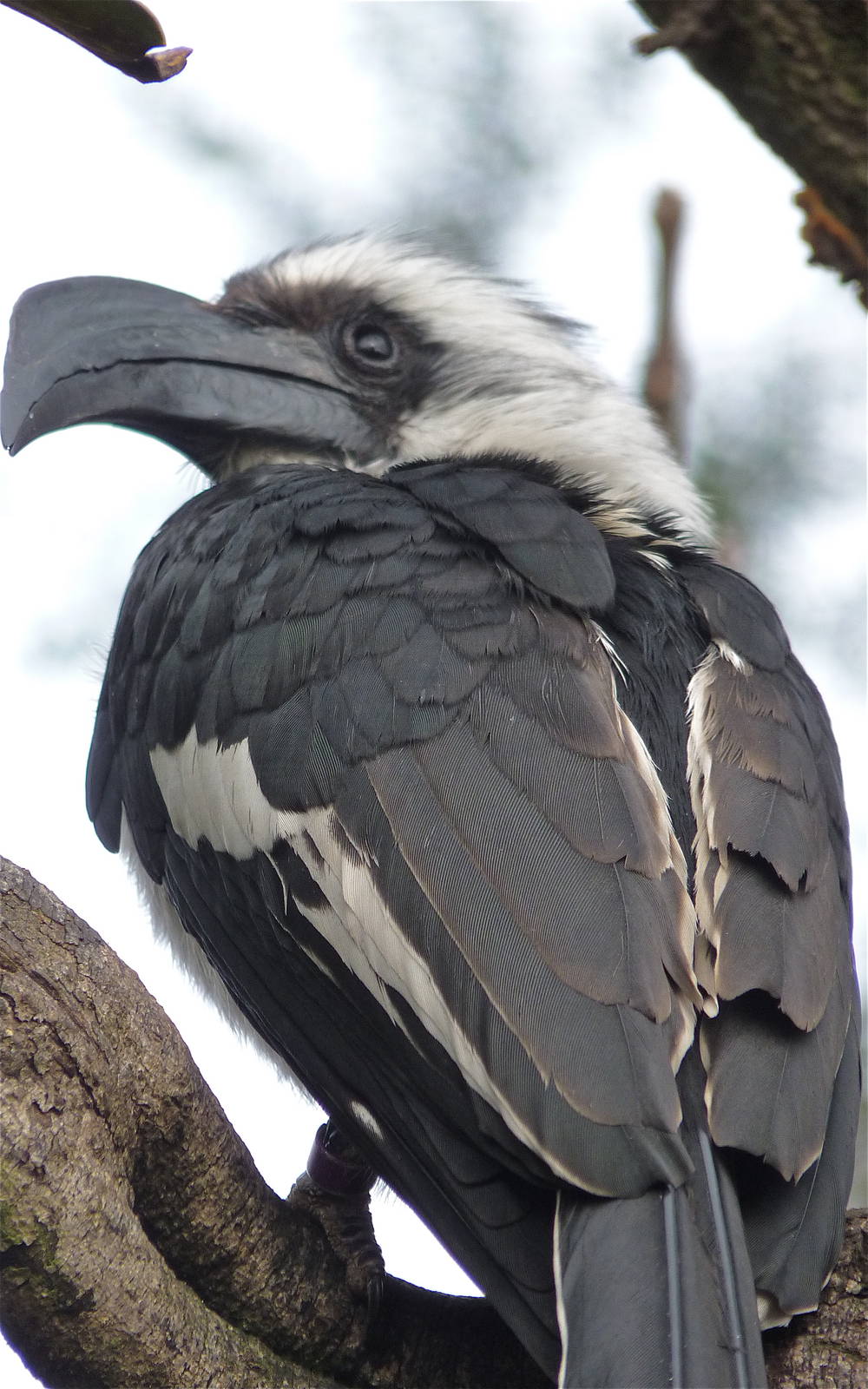 Von der Deckens Hornbill