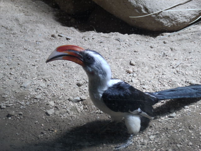 Von der Decken's Hornbill