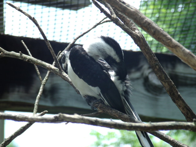 Von der Decken's Hornbill