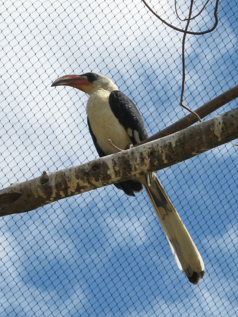 Von Der Deckens Hornbill