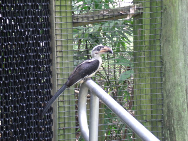 Von der Decken's Hornbill
