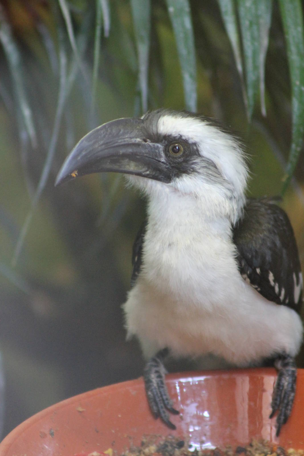 Von der Decken's hornbill