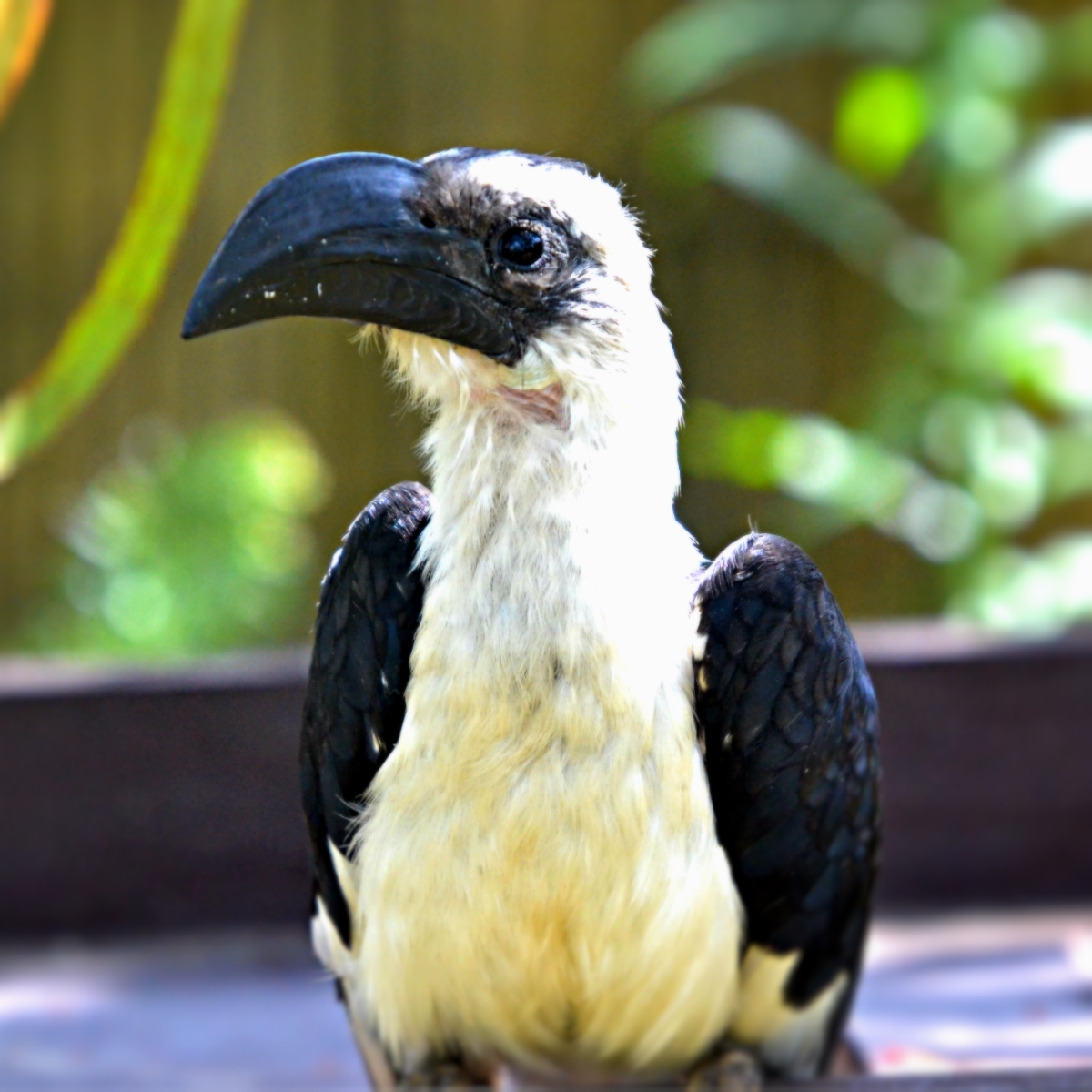 VON DER DECKENS HORNBILL