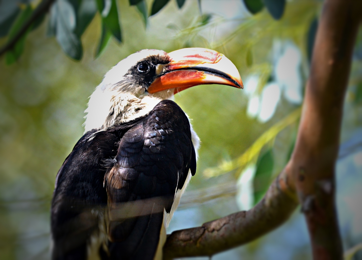 VON DER DECKENS HORNBILL