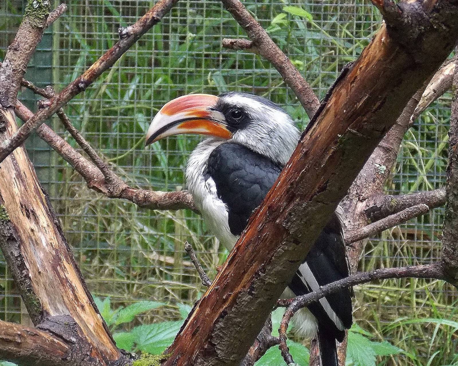 Von der Decken's Hornbill