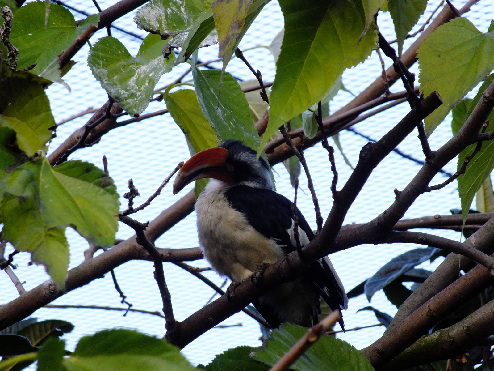 Von Der Decken's Hornbill