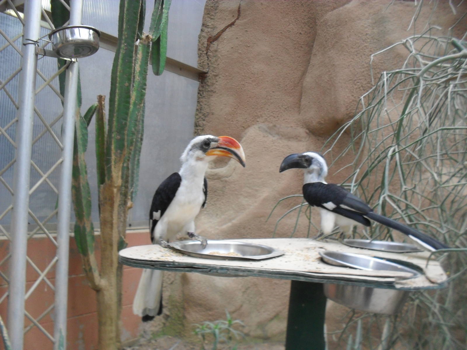 Von Der Decken's Hornbill