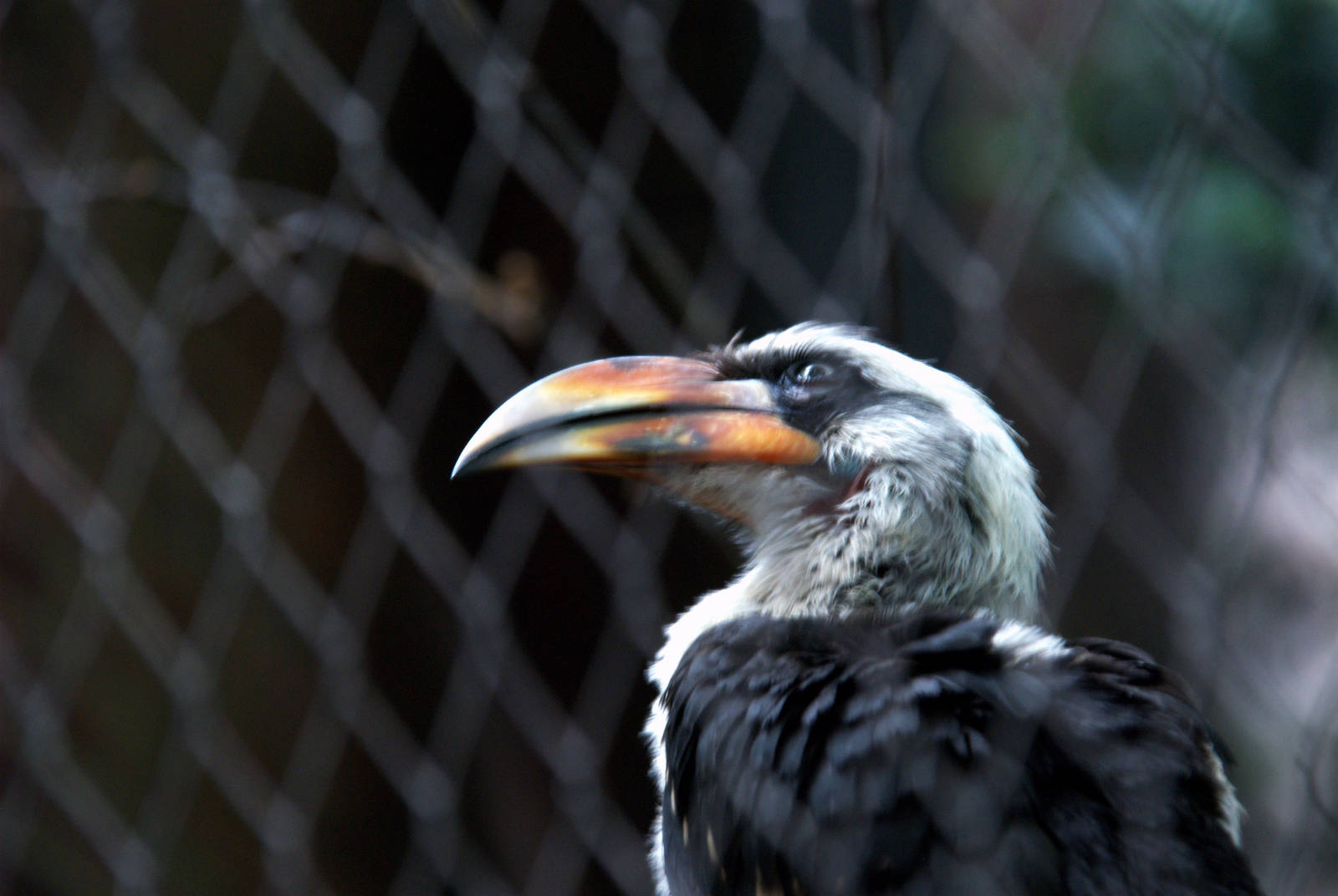 Von der deckens hornbill