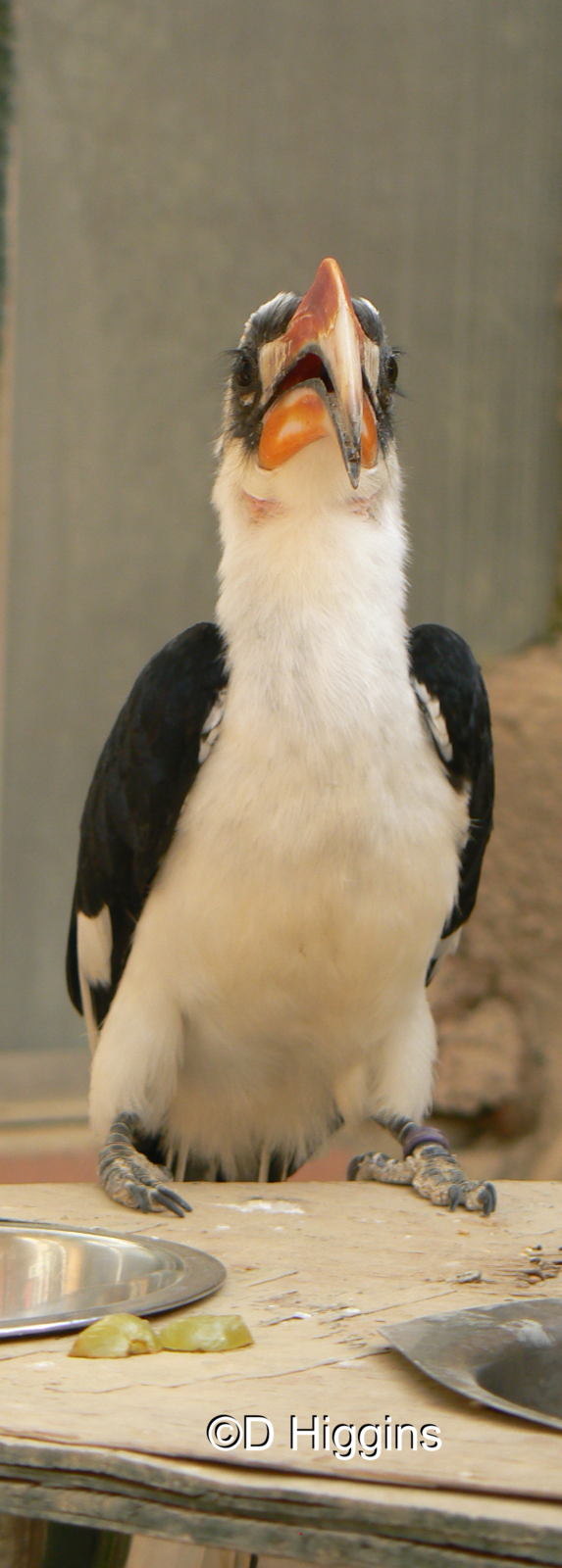 Von Der Decken's Hornbill