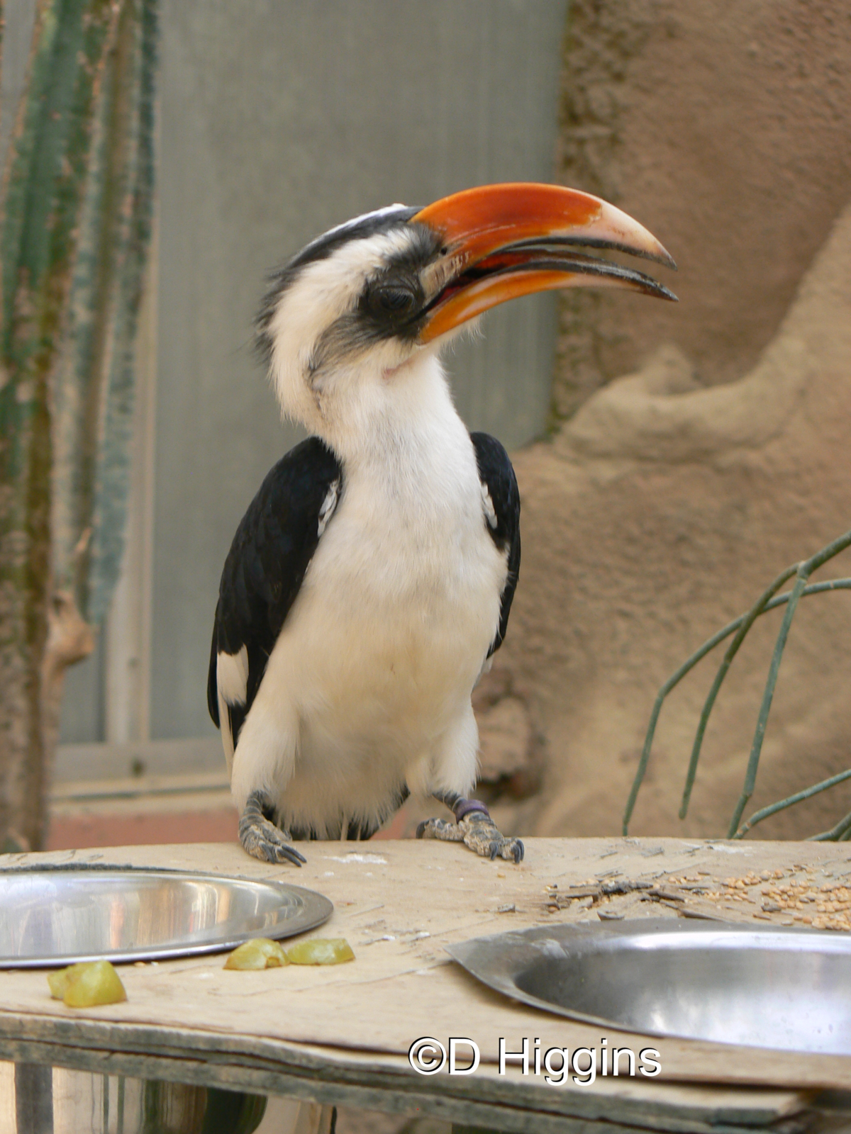 Von Der Decken's Hornbill