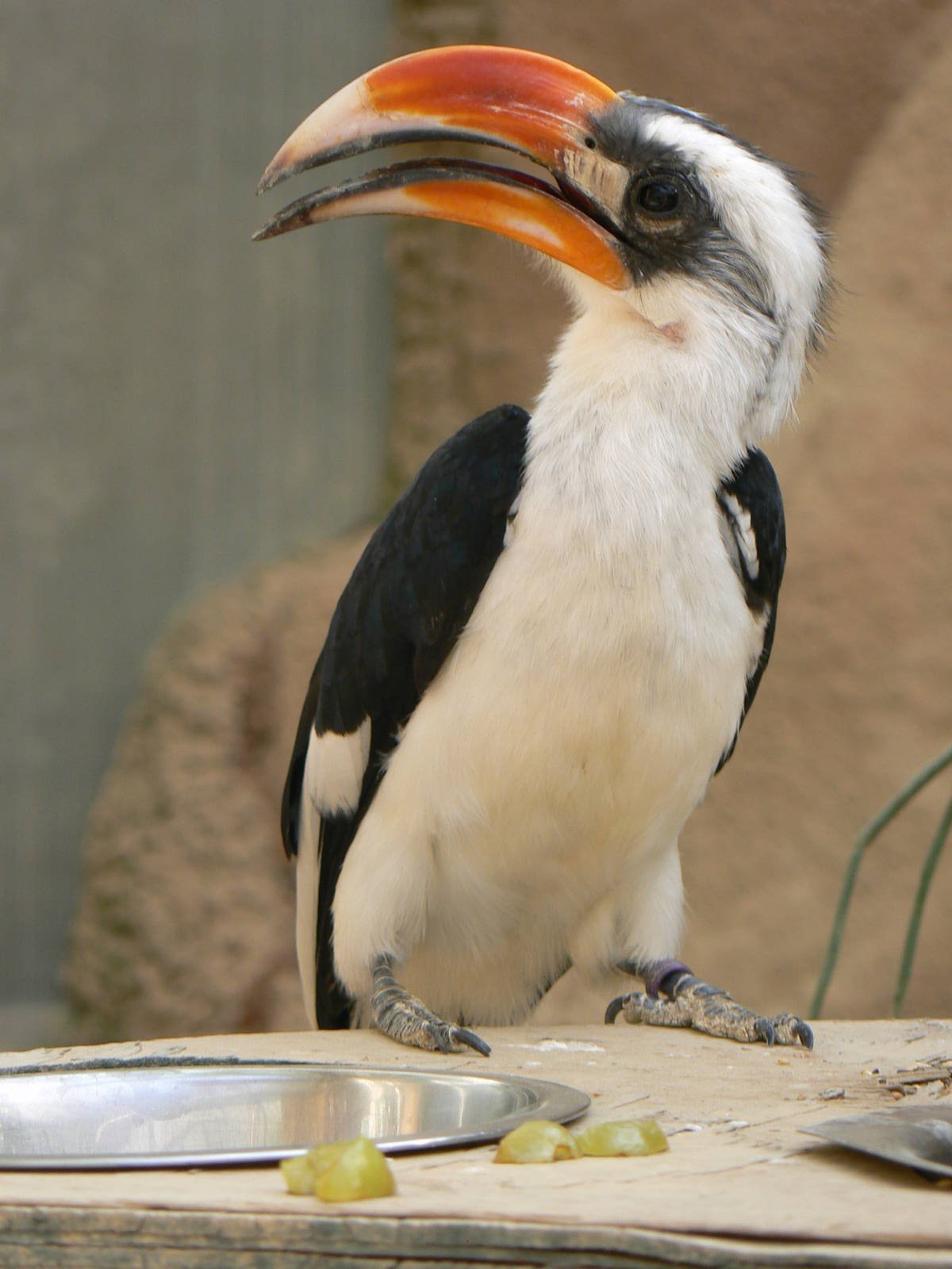 Von Der Decken's Hornbill