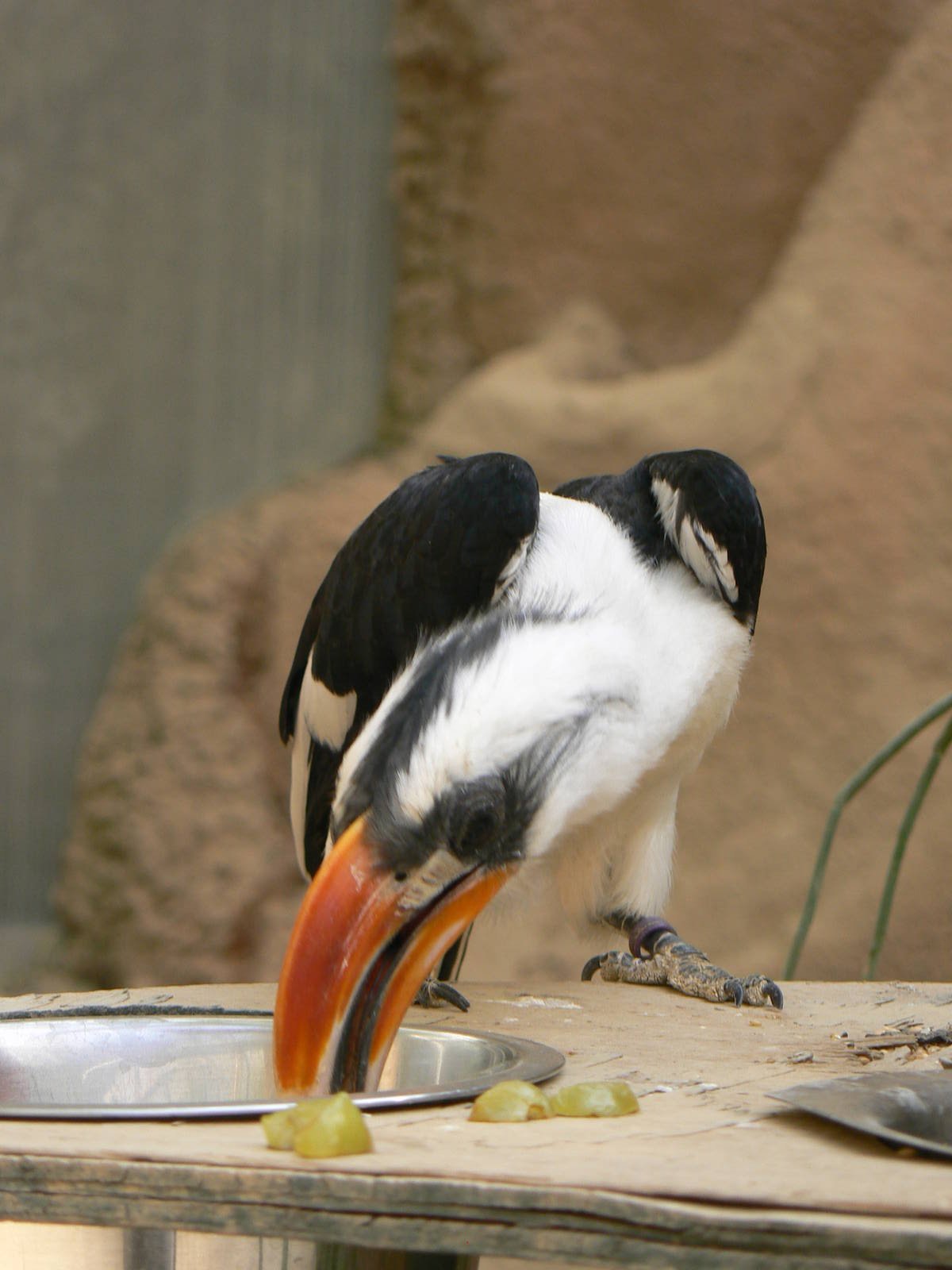 Von Der Decken's Hornbill
