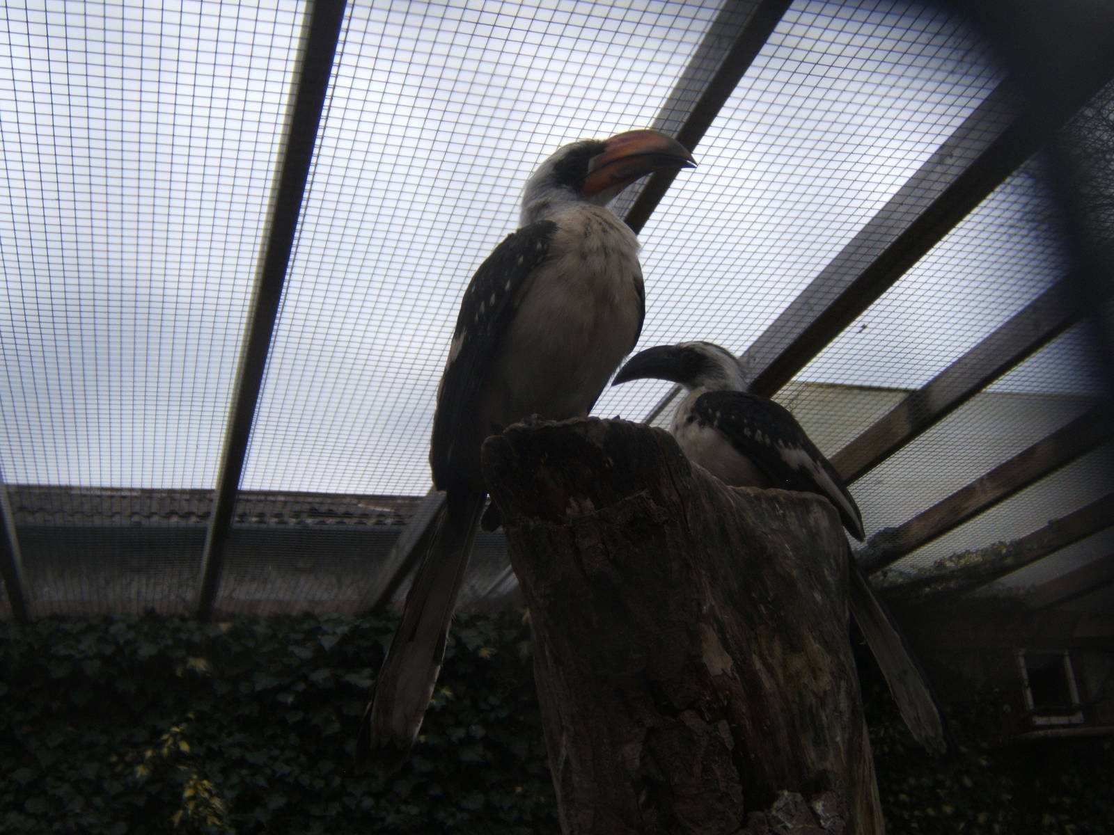 Von der Deckens Hornbill