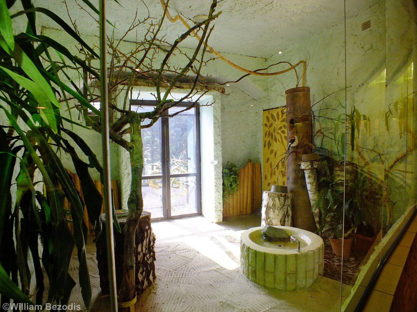 Von Der Decken's Hornbill