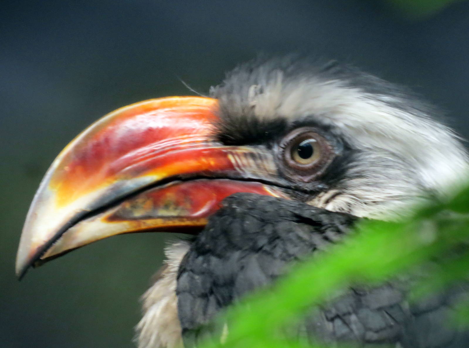 Von der Decken's Hornbill