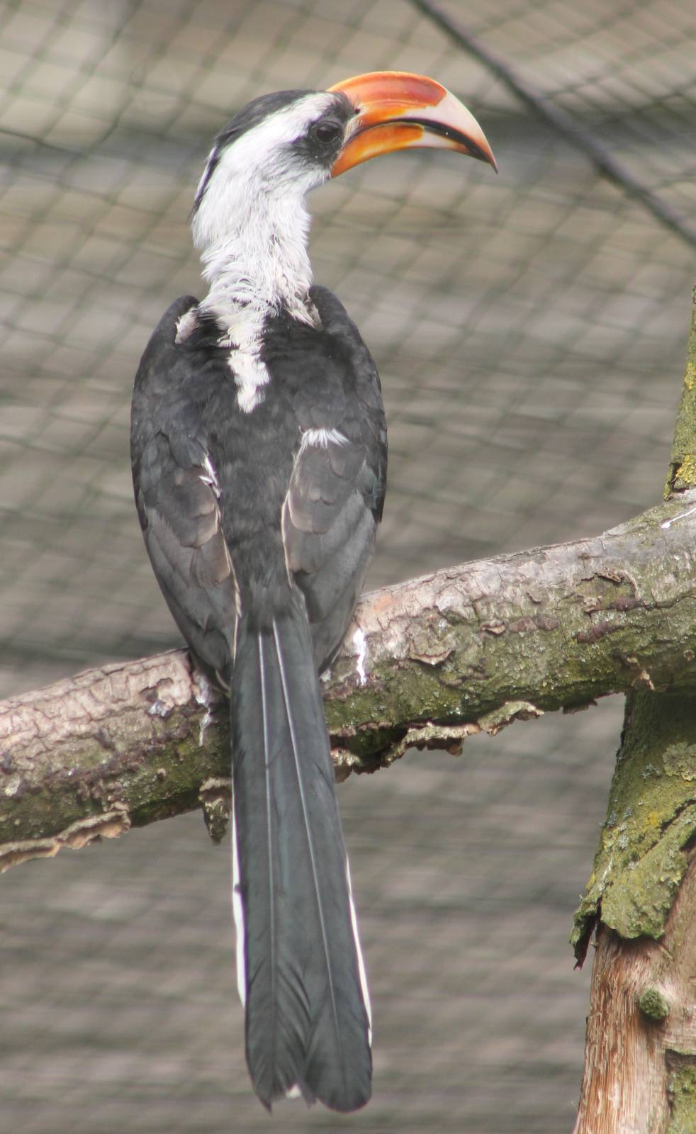 Von der Decken's hornbill