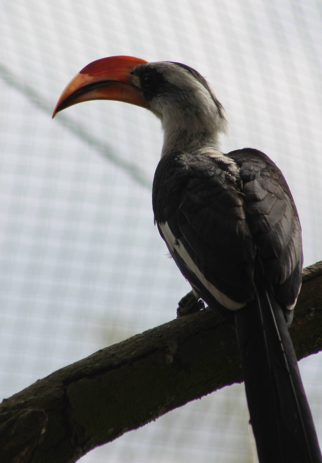 Von der Decken's hornbill