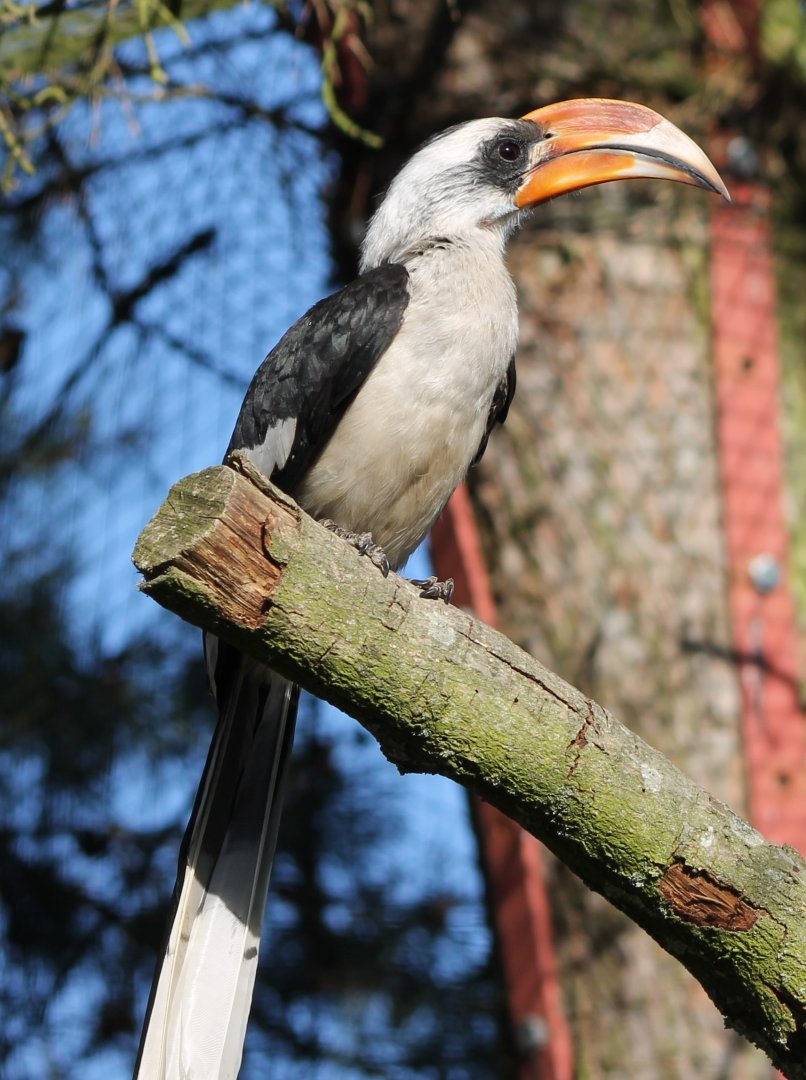 Von der Decken's hornbill