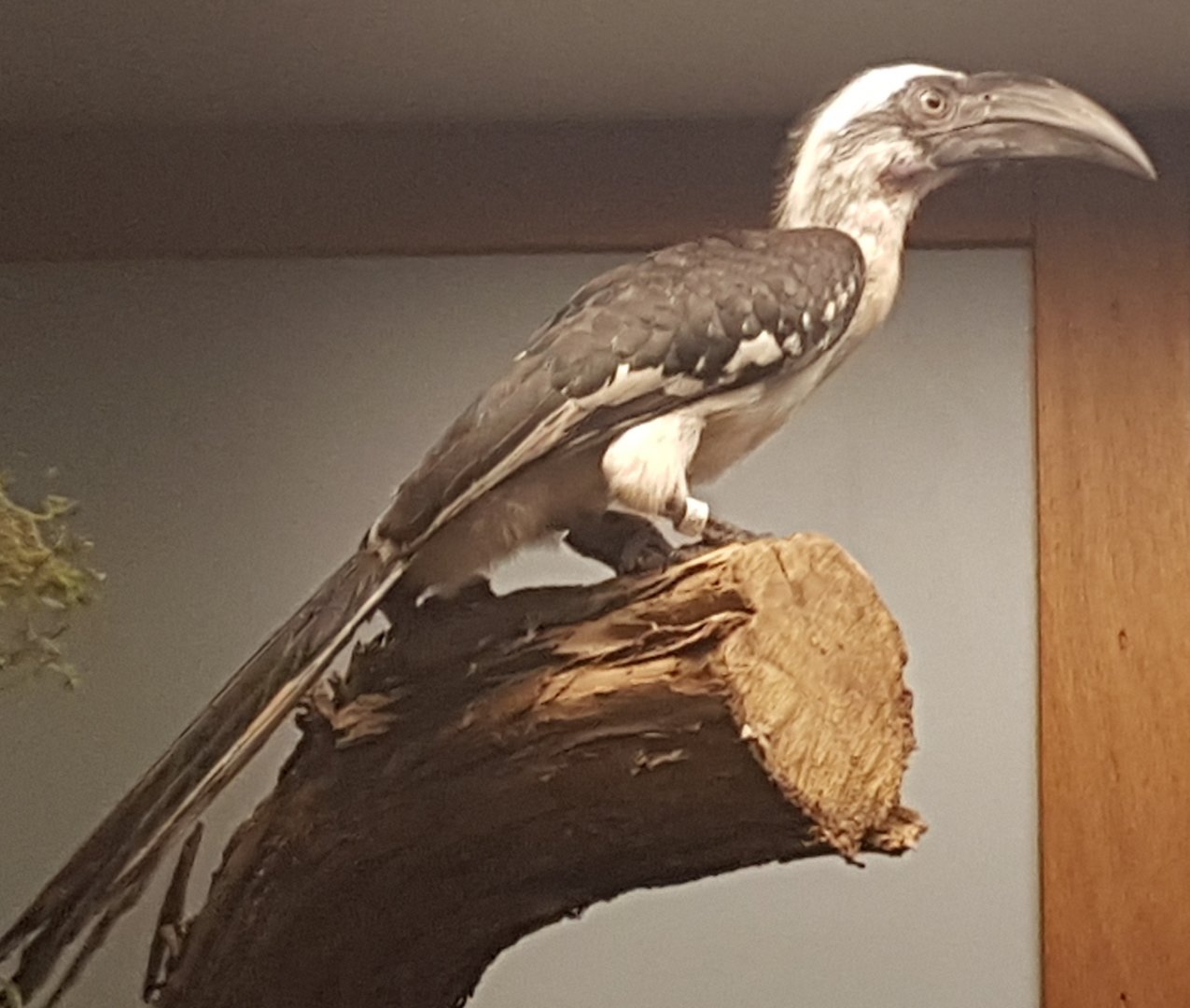 Von der Deckens hornbill
