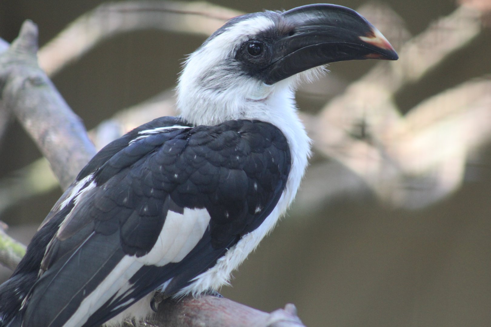 Von der Decken's Hornbill