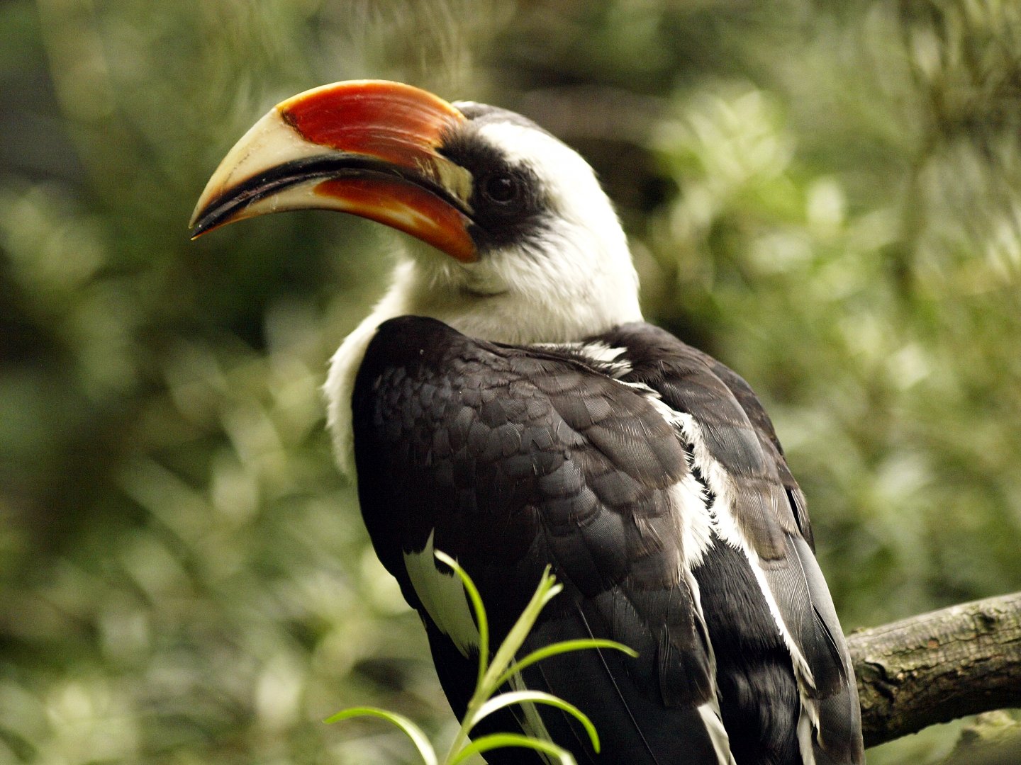 Von der Decken's hornbill