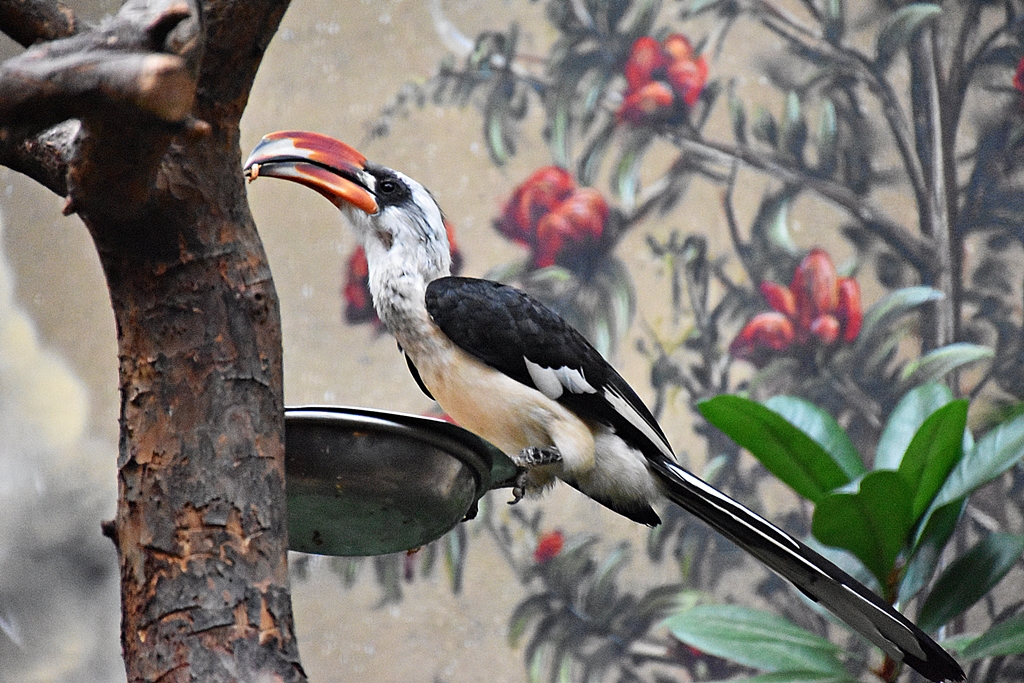 Von der Decken's hornbill