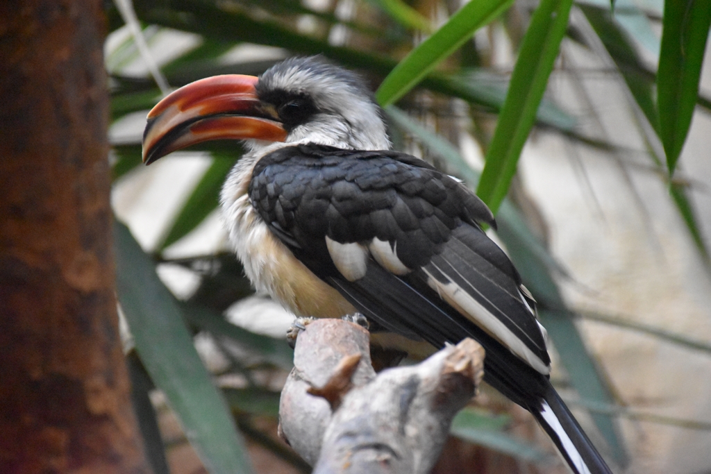 Von der Decken's hornbill