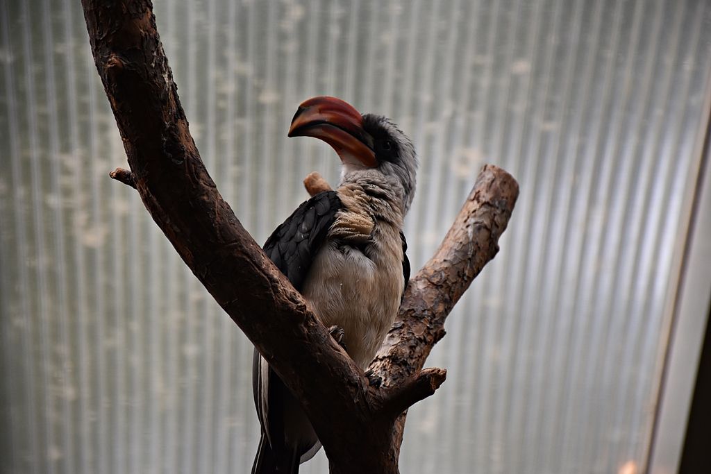 Von der Decken's hornbill