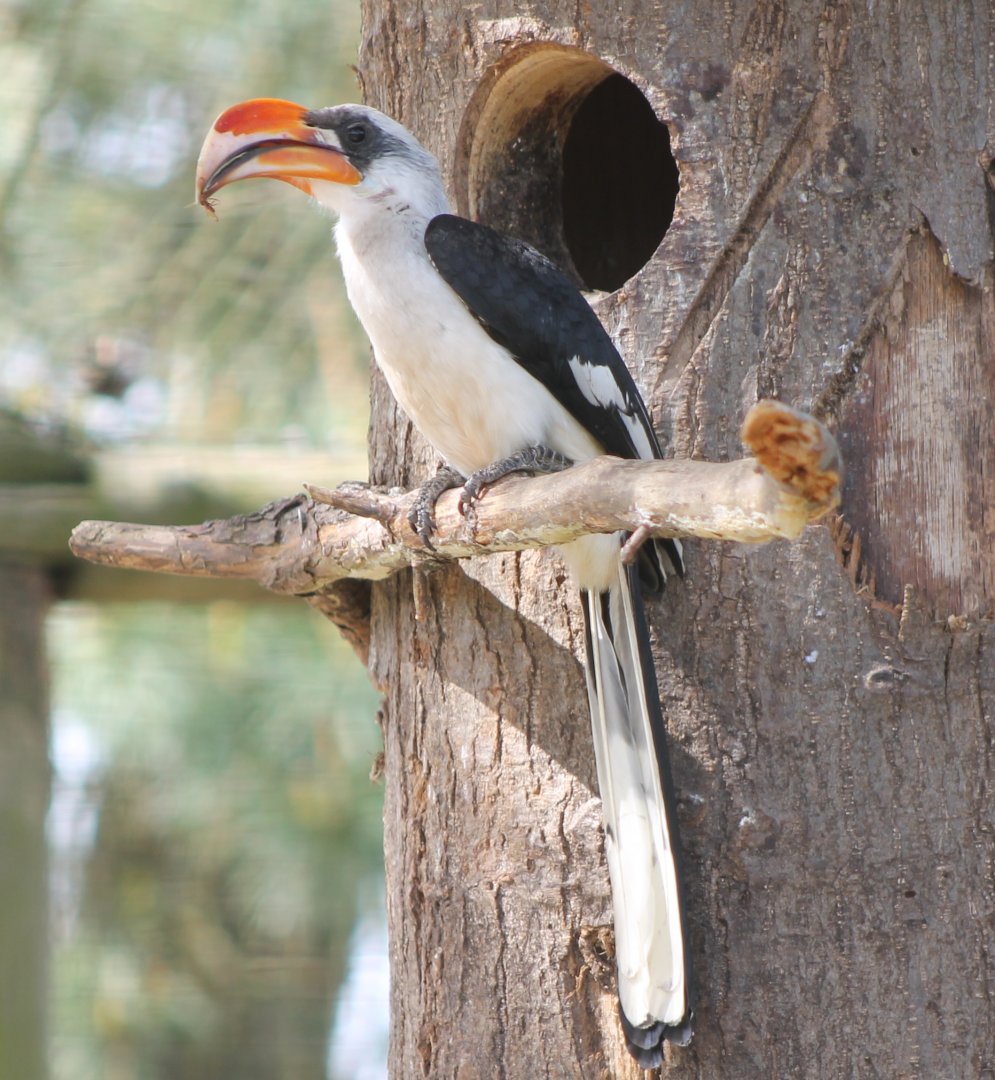 Von der Deckens hornbill
