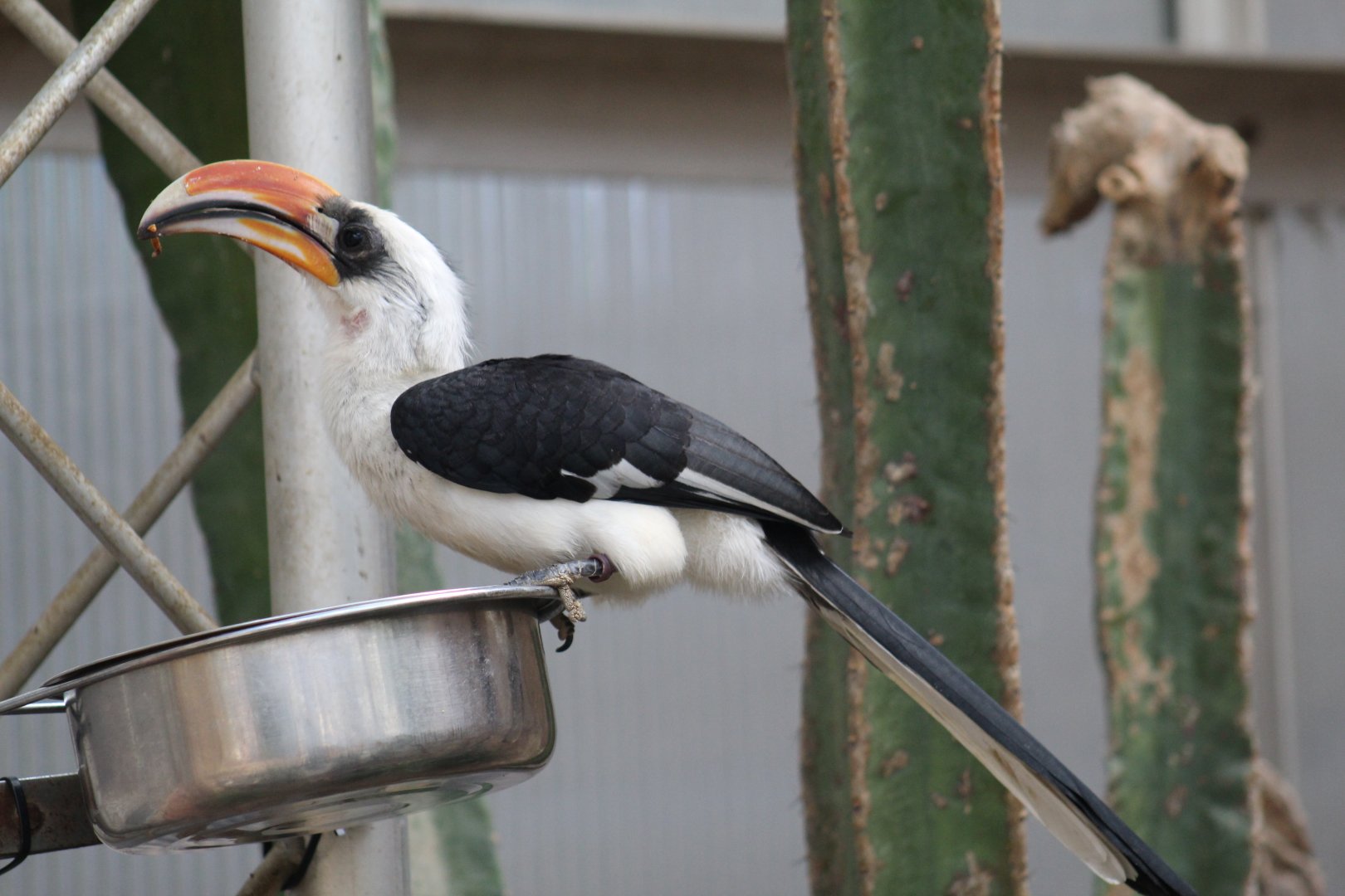 Von der Decken's Hornbill
