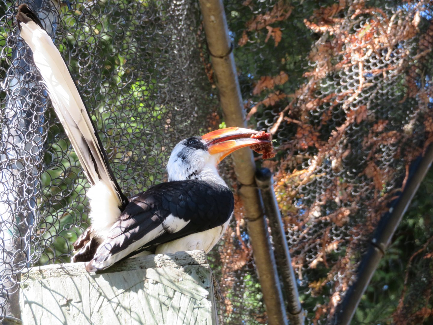 Von der Decken's Hornbill